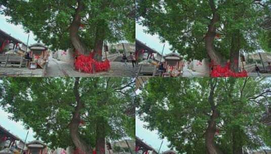 沧桑古城古镇百年古树特写高清在线视频素材下载