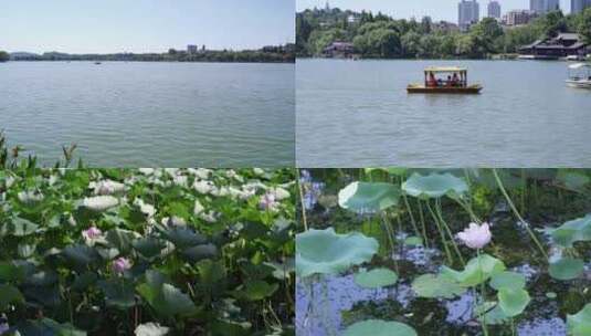 玄武湖荷花盛开湖边高清在线视频素材下载