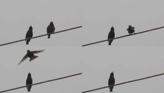 两只乌鸦栖息在一根电线上高清在线视频素材下载