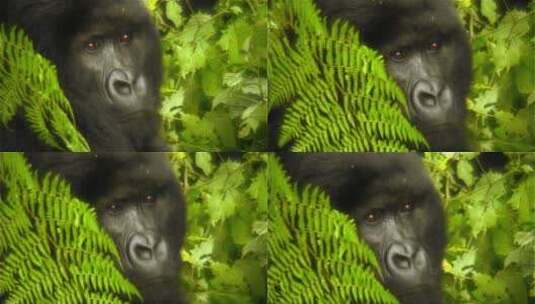 丛林中的山地大猩猩高清在线视频素材下载