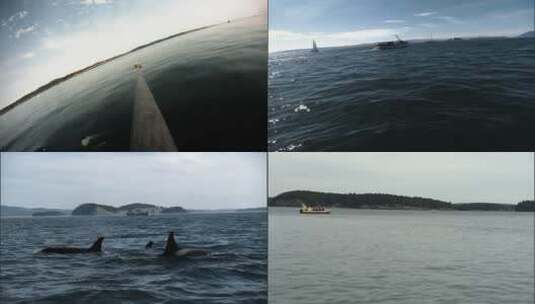 黑仔鲸被数字声学记录设备标记高清在线视频素材下载