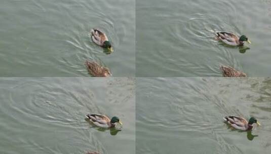 春江水暖鸭先知水禽湖里的鸭子天鹅高清在线视频素材下载