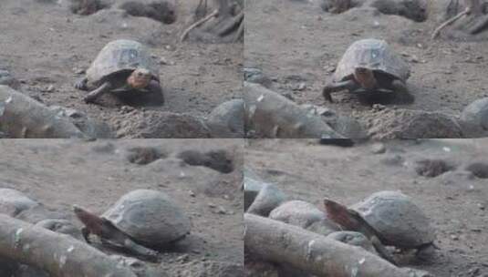 象龟乌龟爬行动物辐射龟宠物龟高清在线视频素材下载