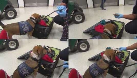 警犬检查行李箱高清在线视频素材下载