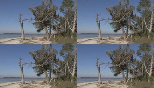 海滩上的树木高清在线视频素材下载