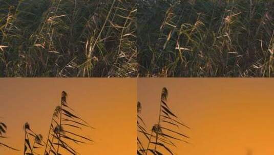 芦苇草视频金色夕阳下摇曳的芦苇高清在线视频素材下载