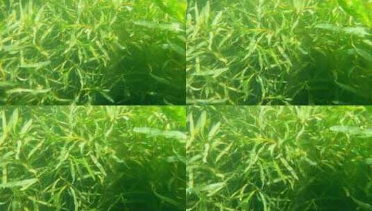 水下摄影茂盛的水草高清在线视频素材下载