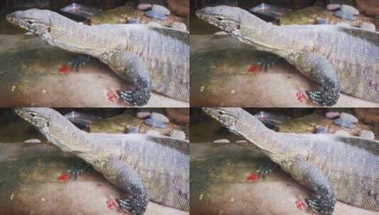 实拍动物园动物蜥蜴高清在线视频素材下载
