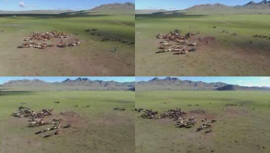 在绿色的大山谷上奔跑的马匹高清在线视频素材下载