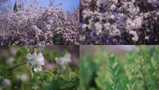 春暖花开高清在线视频素材下载