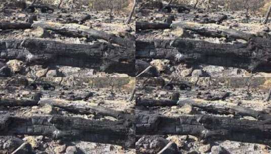 烧毁的森林和岩石高清在线视频素材下载