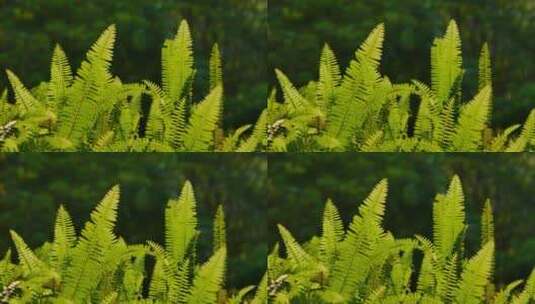 阳光草丛蕨类植物高清在线视频素材下载