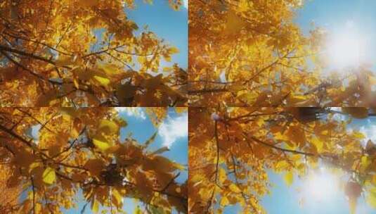 金黄树叶视频初冬季节蓝天下透过阳光的树叶高清在线视频素材下载