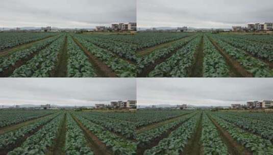 航拍西红柿种植高清在线视频素材下载