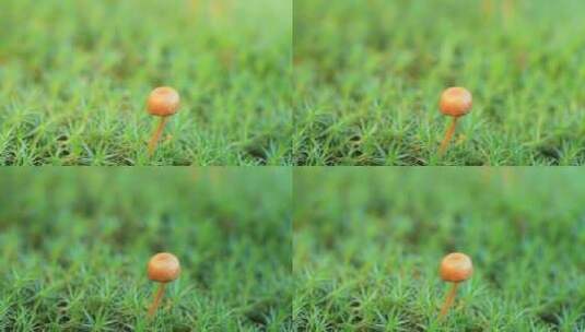 大兴安岭林区野生蘑菇高清在线视频素材下载