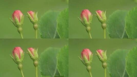 大兴安岭野生植物山荆子花蕾高清在线视频素材下载