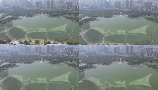 航拍湖北武汉城市风光月湖公园高清在线视频素材下载