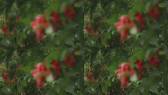 春雨中的花卉高清在线视频素材下载