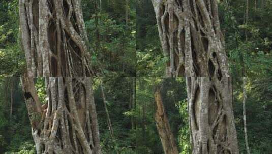 云南西双版纳雨林航拍高清在线视频素材下载