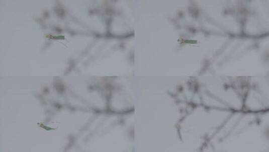风筝和树枝的变焦LOG高清在线视频素材下载