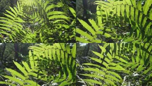 绿色茂密森林阳光照射光影绿叶高清在线视频素材下载