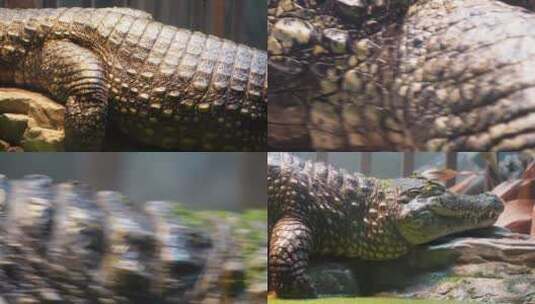 【镜头合集】鳄鱼皮危险保护动物动物园高清在线视频素材下载