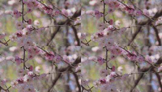 【镜头合集】北京植物园桃花梅花樱花粉色高清在线视频素材下载