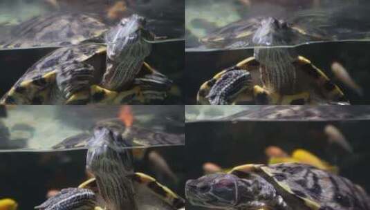 乌龟巴西龟爬行宠物镇宅游动高清在线视频素材下载