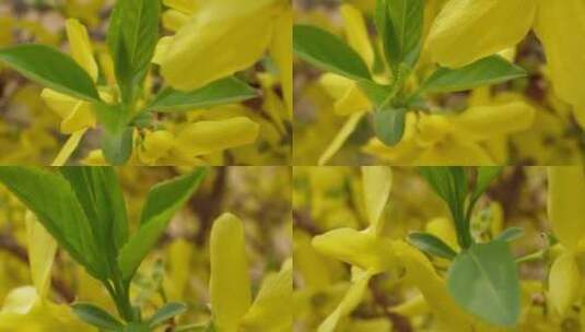 【镜头合集】黄色花朵花蕊叶脉迎春花花园高清在线视频素材下载