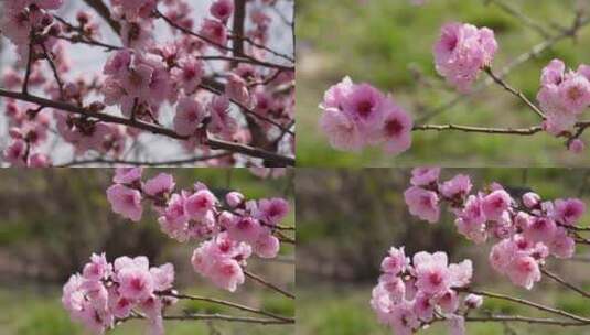 【镜头合集】人面桃花鲜花粉嫩鲜花花朵高清在线视频素材下载