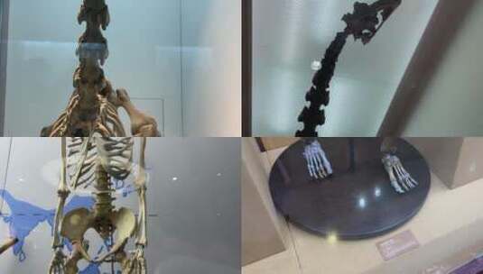 【镜头合集】原始人骨架骷髅人类起源高清在线视频素材下载