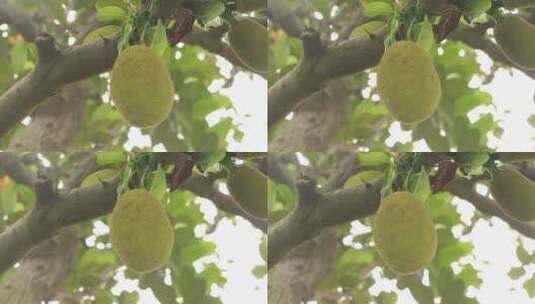 树上的菠萝蜜高清在线视频素材下载
