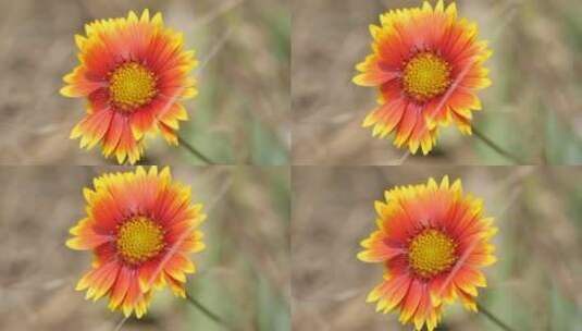 山上的野菊花花朵微距特写高清在线视频素材下载