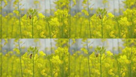 油菜花视频00989923高清在线视频素材下载