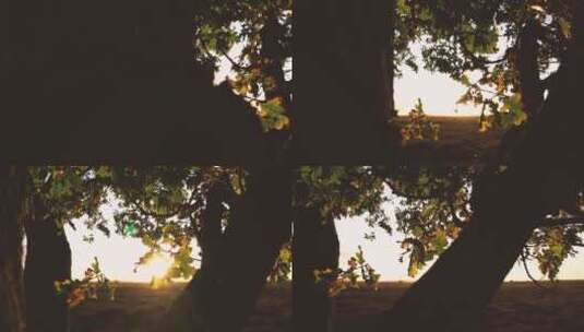 日落前一棵树的剪影高清在线视频素材下载