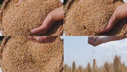 麦子素材高清在线视频素材下载