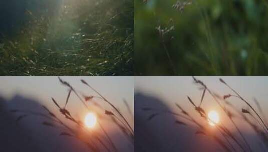 山间夕阳下的植物花草逆光高清在线视频素材下载