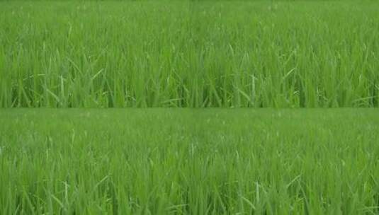 绿色稻田高清在线视频素材下载