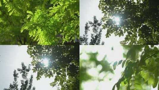 春天夏天绿色植物树叶阳光清晨中午高清在线视频素材下载