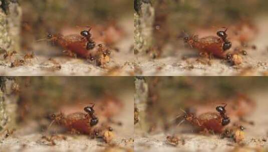 一群蚂蚁齐心协力搬运食物微距特写镜头高清在线视频素材下载