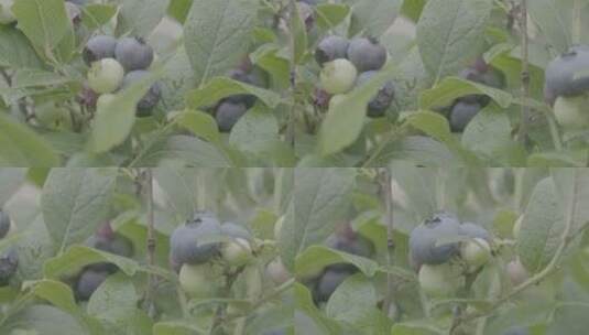 蓝莓果园多颜色蓝莓拍摄LOG高清在线视频素材下载
