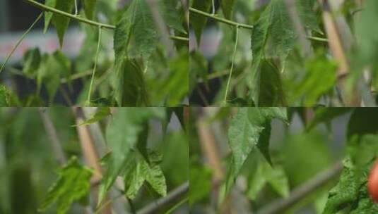 吊钟花朵红色花朵绿色植物高清在线视频素材下载