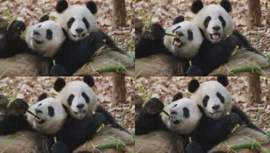 俩可爱的国宝大熊猫一起出竹子高清在线视频素材下载