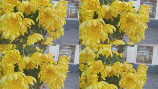 植物黄菊菊花高清在线视频素材下载