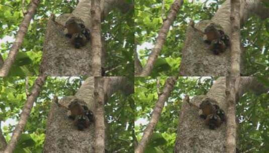 亚马孙河热带雨林 吼猴猴宝宝在树洞里高清在线视频素材下载