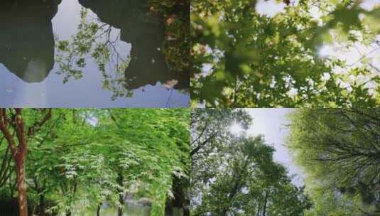 【原创】阳光下的唯美树叶 写意小清新高清在线视频素材下载