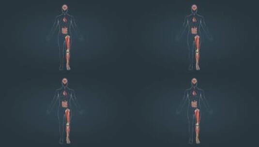 人体腺体新陈代谢钙平衡内分泌激素三维动画高清在线视频素材下载