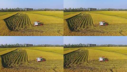成熟的稻田，丰收的景象高清在线视频素材下载