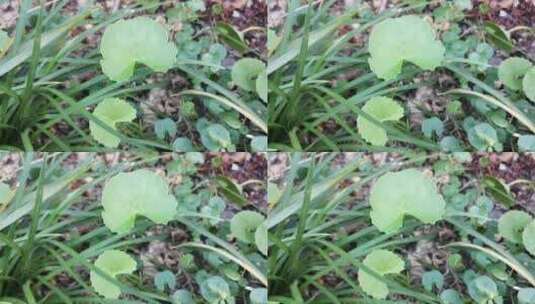 绿色小草植物叶子高清在线视频素材下载