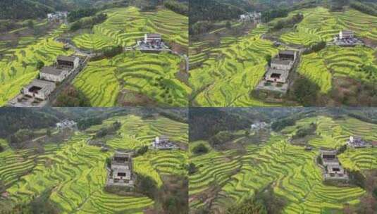 浦江民生村油菜花海梯田风光 航拍高清在线视频素材下载